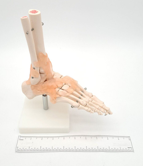 Foot Model, with Ligaments Foot Model, with Ligaments
