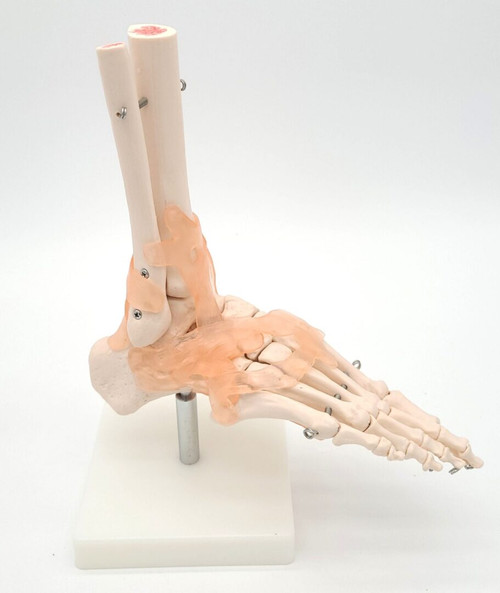 Foot Model, with Ligaments Foot Model, with Ligaments