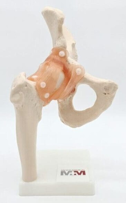 Hip Joint Model