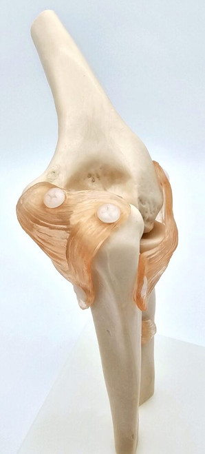 Elbow Joint Model