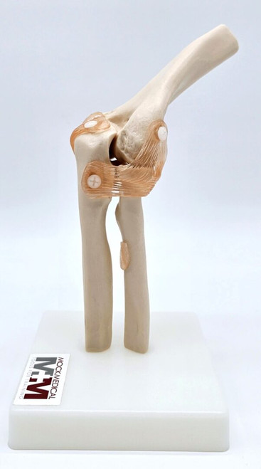 Elbow Joint Model