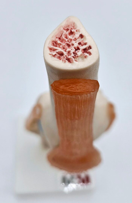 Knee Joint Model Knee Joint Model