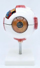 Eyeball Model