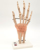 Hand Model, with Ligaments