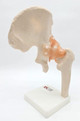 Hip Joint Model