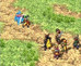 Complete Suikoden - PS1 Game