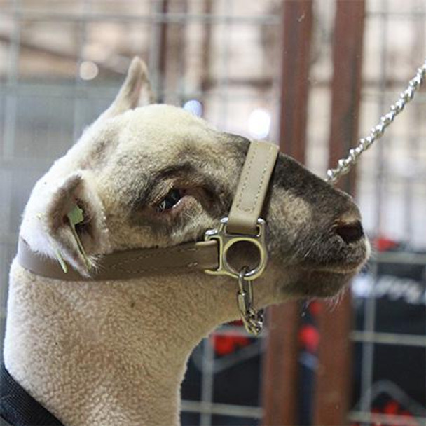 FIRST CLASS HALTER- LAMB AND GOAT