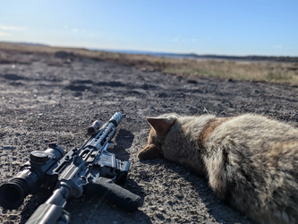 What Game Species Are Hunted in Texas?