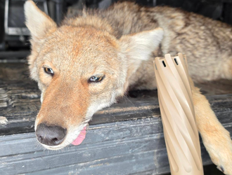 Breaking Down Coyote Calling Competitions