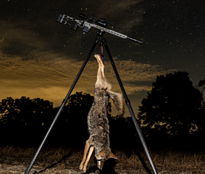 What Game Species Are Hunted in Texas?