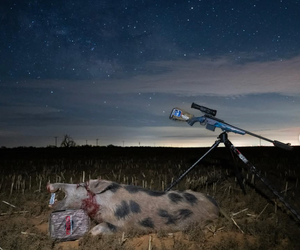 The Role of Hog Hunting in Farmland Preservation