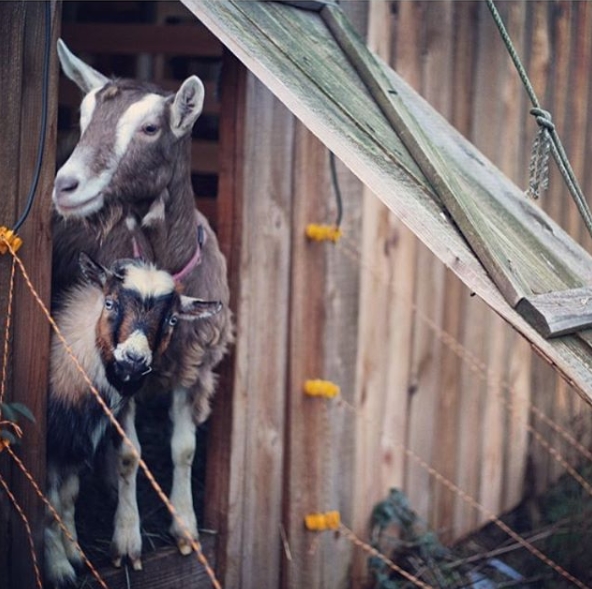 Here are the top 5 active goat accounts to follow on Instagram! Grace