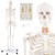 Life Size Human Skeleton Model for Anatomy Anatomical Skeleton with Nerves System B593-TZ10002