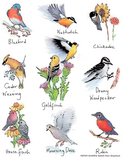 Backyard Birds