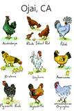 Mom Hens Flour Sack Towel RS144