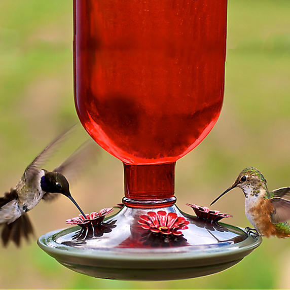 Perky-Pet Red Antique Hummingbird Feeder