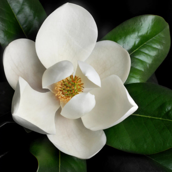 Sweet Magnolia Fragrance Oil