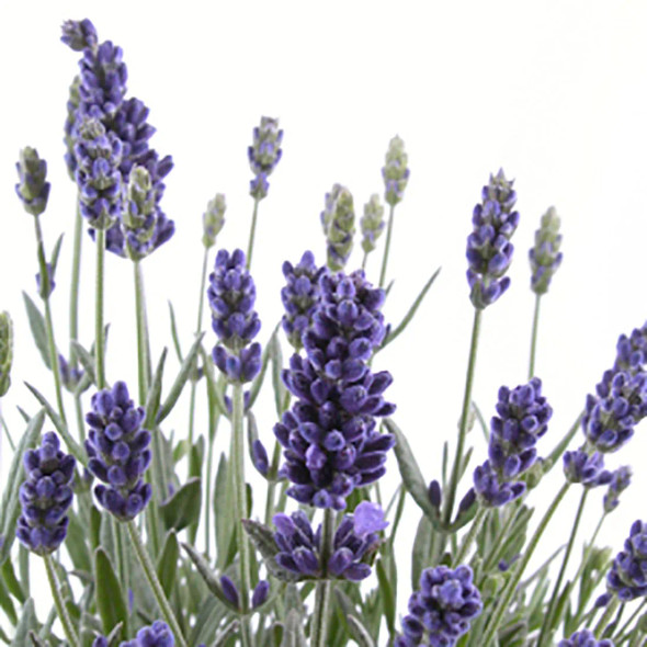 English Lavender Fragrance Oil