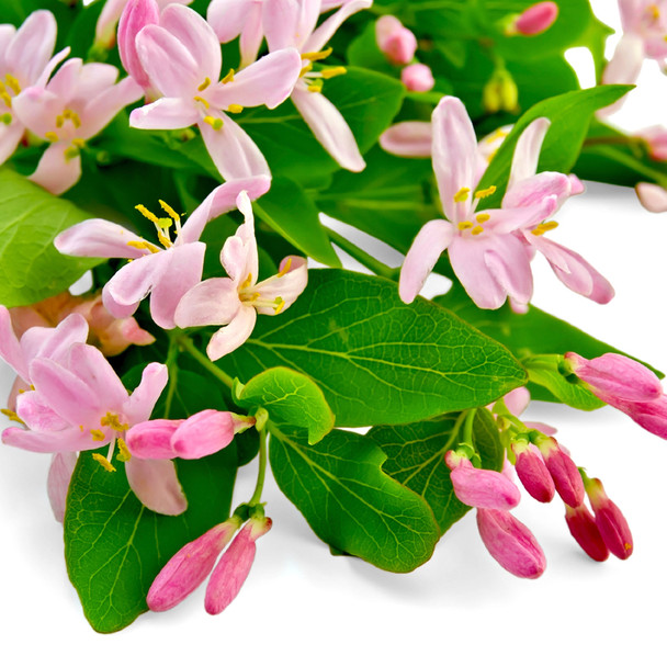 Sweet Honeysuckle* Fragrance Oil 120