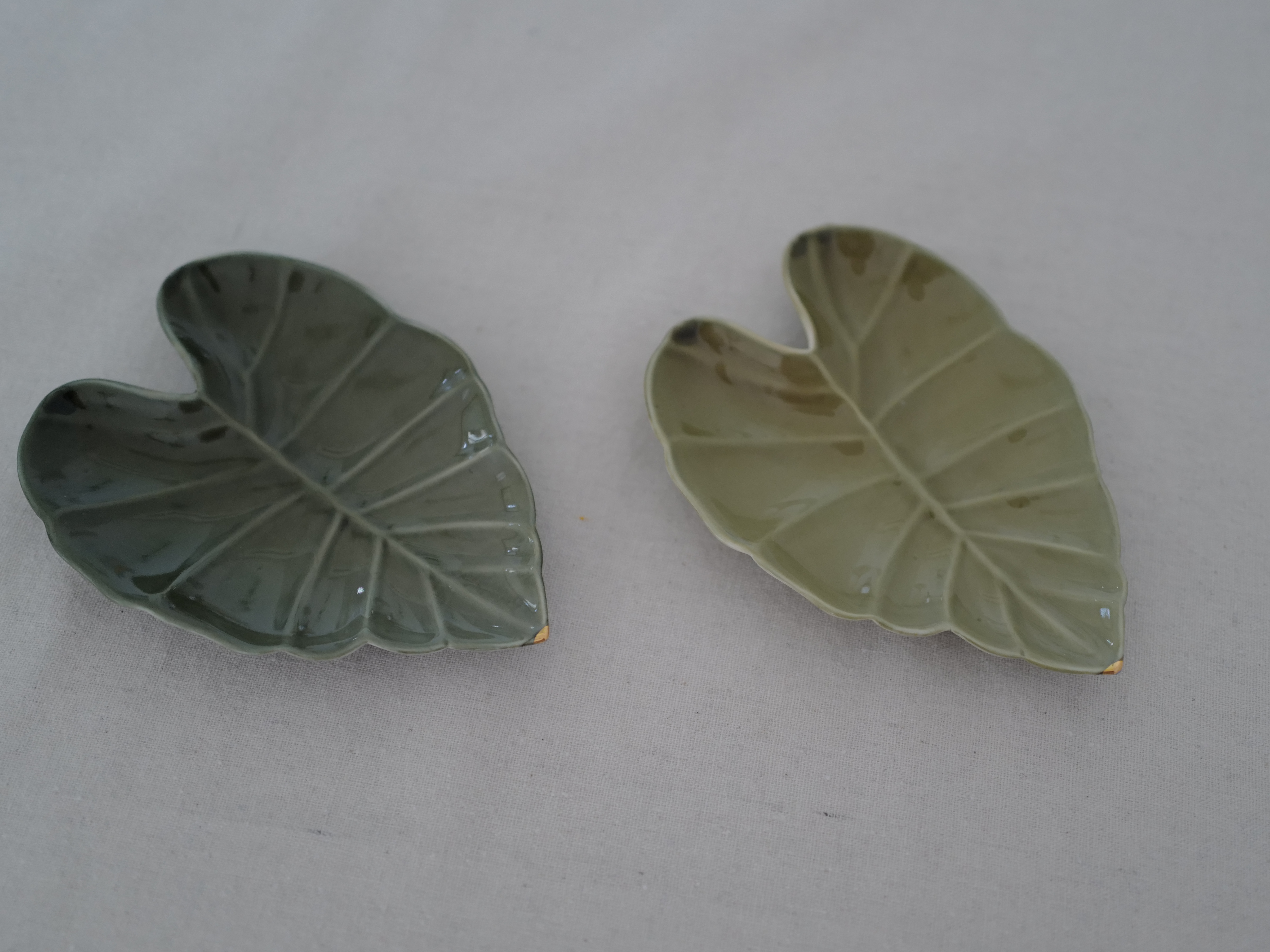 Alocasia plate