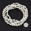 Dovetail Shell approx. 7x10mm White Beads - approx. 58 inch strand
