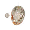 Cherry Tree Beads Abalone Shell 51x71mm Pendant - 1 per bag 