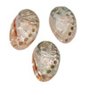 Abalone Shell 51x71mm Pendant - 1 per bag