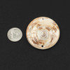 Cypraecassis Rufa Shell 40mm Double Drilled Coin Pendant - 1 per bag