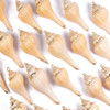 Cherry Tree Beads 25x70mm Spindle Conch Shell Pendants with Electroformed Gold Accents - 2 per bag 