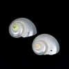 Cherry Tree Beads White Turbo Shell Approx. 17x19mm Pendant - 2 per bag 