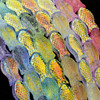 rainbow fish for DIY jewelry and crafts