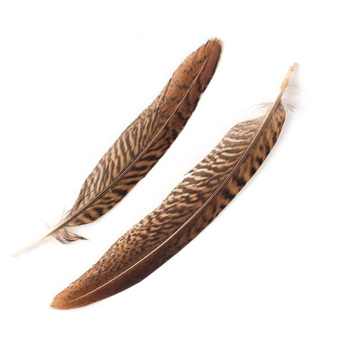 Brown and White Striped Feathers