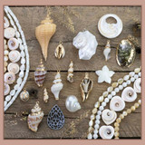 New Shell