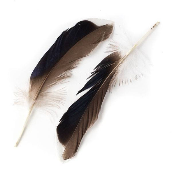 Brown and Black Feathers with White Tips, 5-6 inches, 2 per bag - #4-6