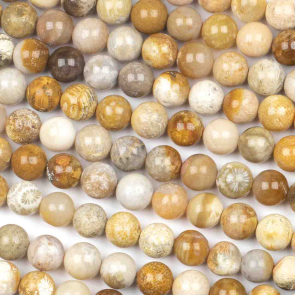 Fossilized Coral 8mm Round Beads - 16 inch strand