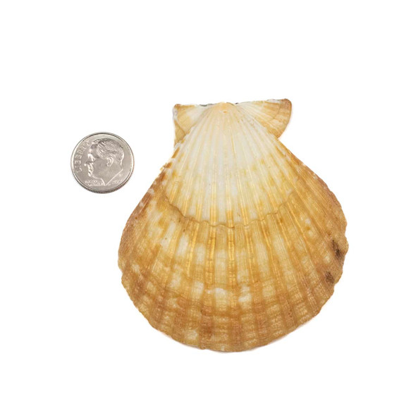 Natural Scallop Shell 54x70mm Pendant - 1 per bag