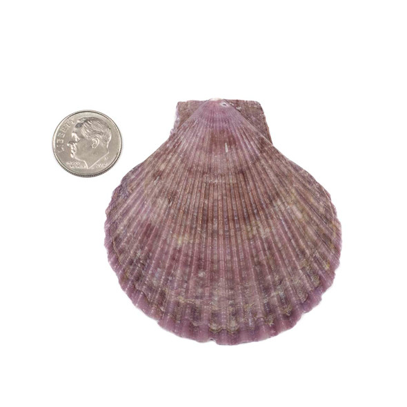 Lavender Purple Scallop Shell 54x70mm Pendant - 1 per bag