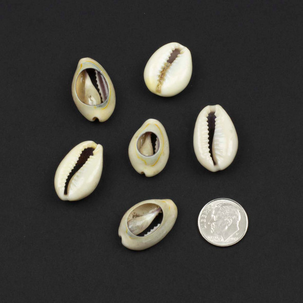 Cowrie Shell 14x22-16x25mm Beads - 6 per bag