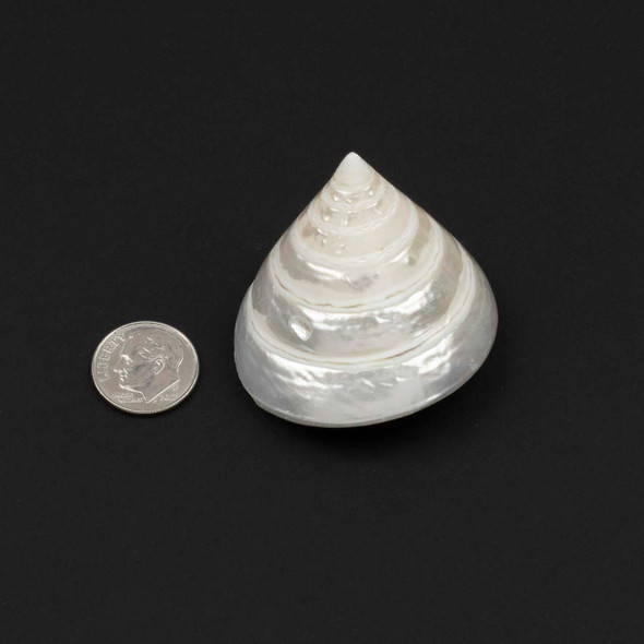 White Trochus 40x42mm Shell (no holes) - 1 per bag