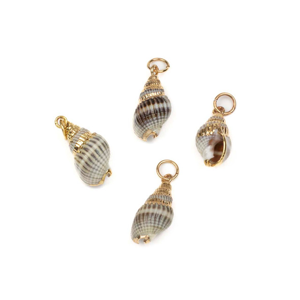 Natural Nassarius Crematus Shell approx. 13x25mm Pendants with Electroformed Gold Accents - 4 per bag