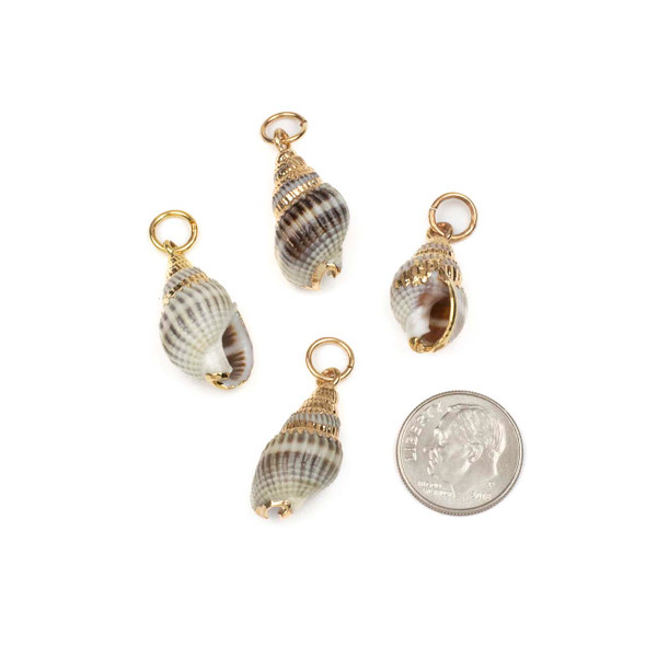 Natural Nassarius Crematus Shell approx. 13x25mm Pendants with Electroformed Gold Accents - 4 per bag