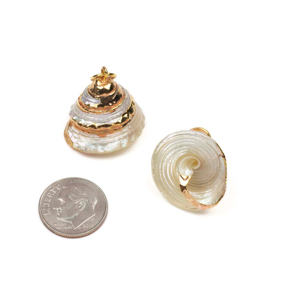 Natural Trichus Shell approx. 20x24mm Pendants with Electroformed Gold Accents - 4 per bag