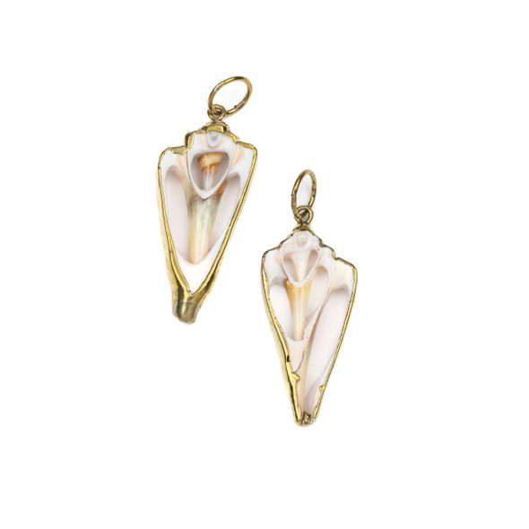 Natural Cone Snail Shell approx. 20x45mm Pendants with Electroformed Gold Accents - 4 per bag