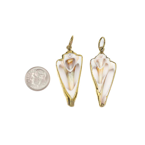 Natural Cone Snail Shell approx. 20x45mm Pendants with Electroformed Gold Accents - 4 per bag