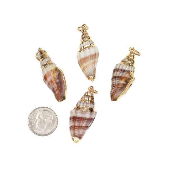 Natural Volutidae Shell approx. 15x44mm Pendants with Electroformed Gold Accents - 4 per bag