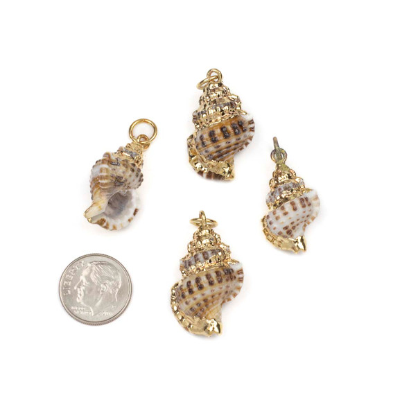 Natural Hairy Triton Shell approx. 13-18x24-30mm Pendants with Electroformed Gold Accents - 4 per bag