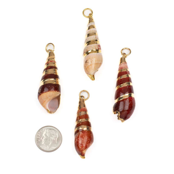 Natural Bullia Digitalis Shell approx. 14x48mm Pendants with Electroformed Gold Accents - 4 per bag