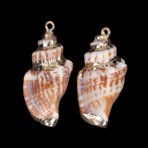 Cherry Tree Beads Chulla Strombus Conch Shell 28x38mm Pendants with Electroformed Gold Accents - 2 per bag 