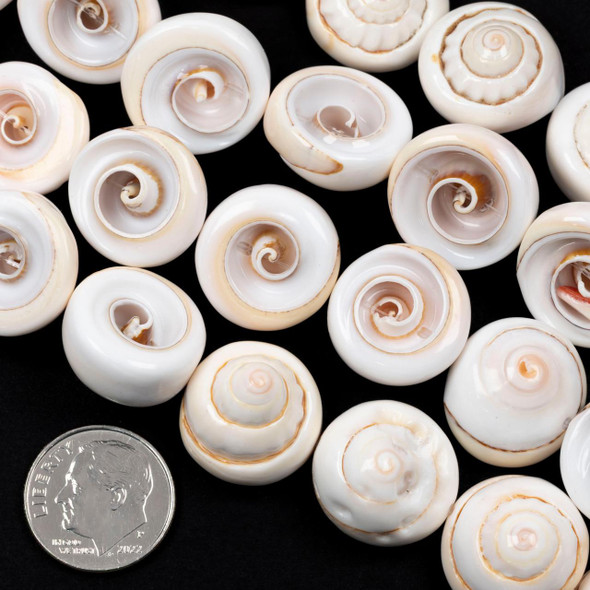 Cherry Tree Beads Luhuanus Shell 15-18mm Irregular Coin Beads - 8 inch strand 