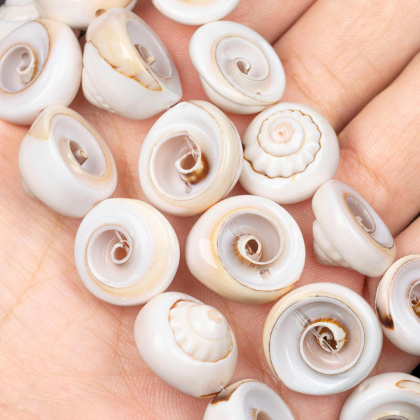 Cherry Tree Beads Luhuanus Shell 15-18mm Irregular Coin Beads - 8 inch strand 